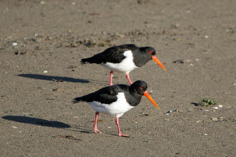 Thumbnail of Oystercatcher